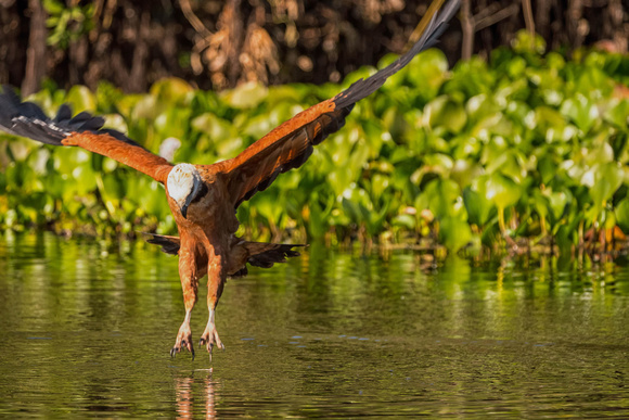 Pantanal, Brazil 2016