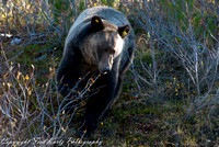 Grizzly bear (Ursus horibilus) near Banff , National Park.