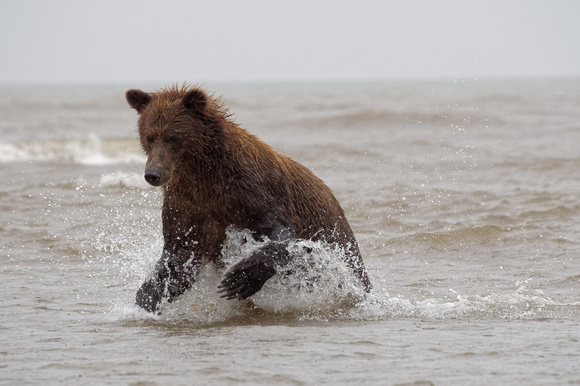 2016 Alaska Brown Bear