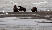 2016 Alaska Brown Bear