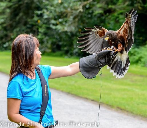 Falconry - Ashford Castle with An Vo