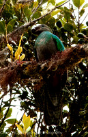 Resplendant Quetzal Female