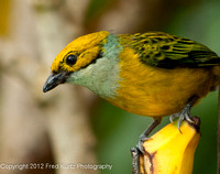Flame Colored Tanager Female