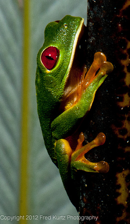 Red Eye Tree Frog