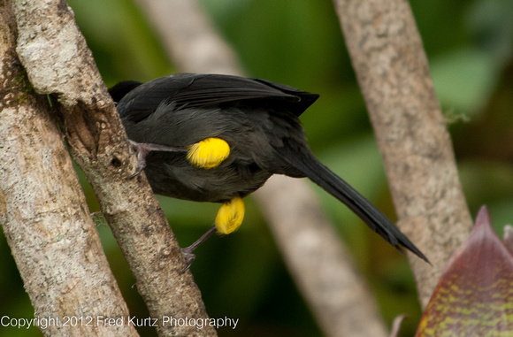 Yellow Thighed Finch