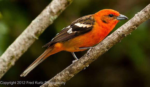 Flame Colored Tanager