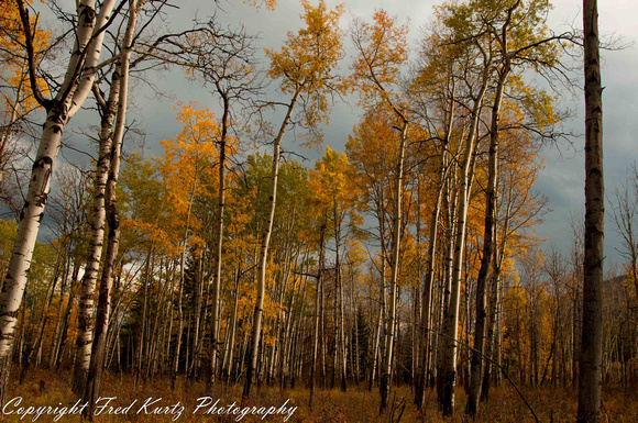 Aspens in fall colors in Jasper NP.  Alberta.