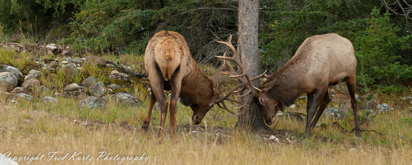 Dueling bull elk. Jasper NP.  Alberta.