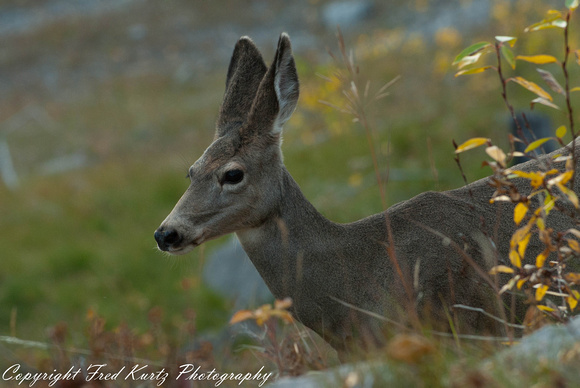 Mule deer in Jasper NP.  Alberta.