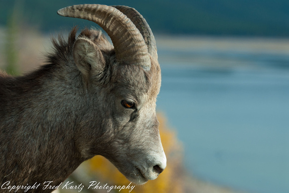Bighorn sheep in Jasper NP.  Alberta.