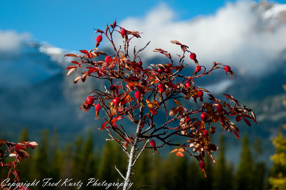 Wild rose hips (Rosa acicularis) with autumn red pigment.  Jasper National Park.  Alberta.