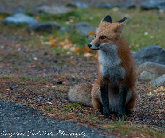 A red fox visits us during our breakfast in Jasper NP.  Alberta