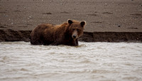 2016 Alaska Brown Bear